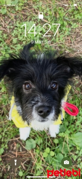 Tibet Terrieri, Köpek  Venüs fotoğrafı