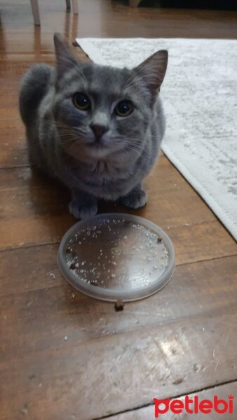 British Shorthair, Kedi  ceku balım fotoğrafı