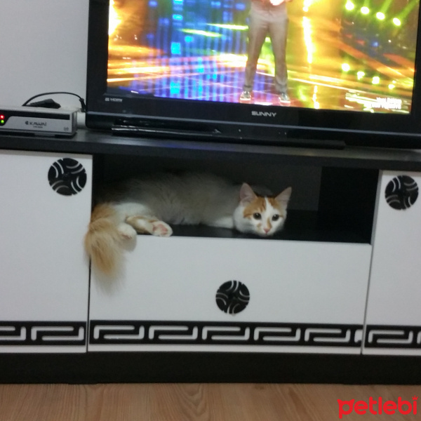 Tekir Kedi, Kedi  Can fotoğrafı