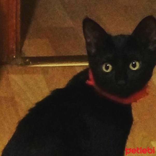 Bombay, Kedi  Boncuk fotoğrafı