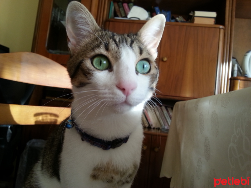 Tekir Kedi, Kedi  TIRMIK fotoğrafı