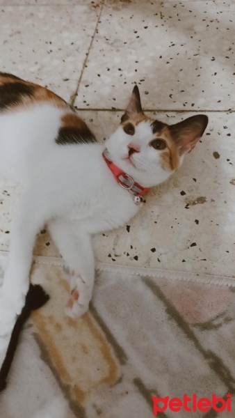 Tekir Kedi, Kedi  Karamel fotoğrafı