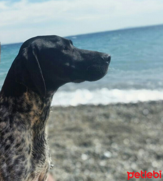 Pointer, Köpek  COZİ fotoğrafı