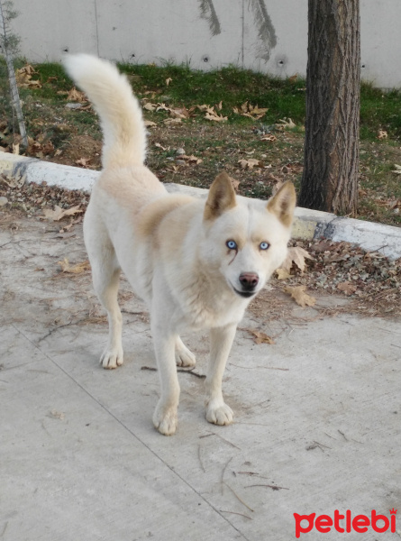 Sibirya Kurdu (Husky), Köpek  TONİ fotoğrafı