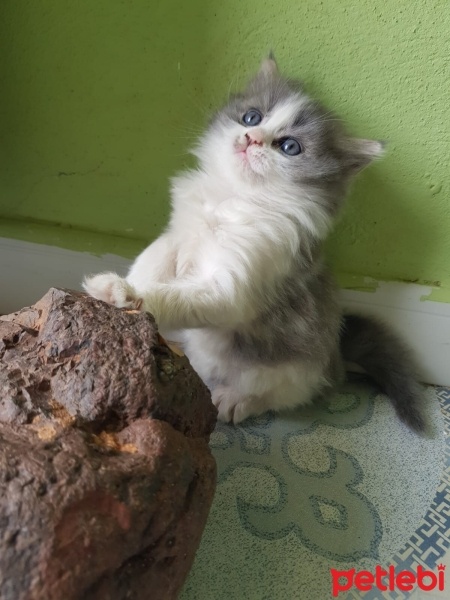 British Shorthair, Kedi  şila fotoğrafı