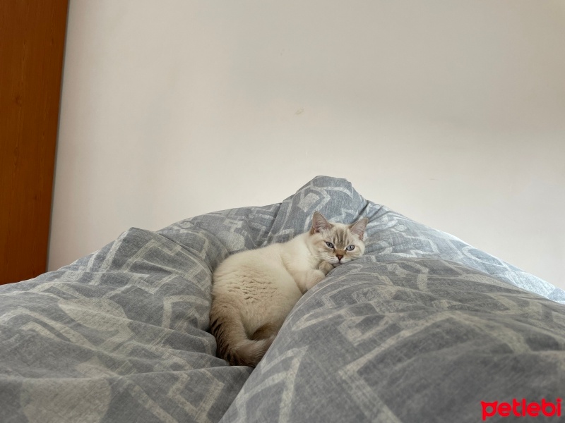 British Shorthair, Kedi  şila fotoğrafı