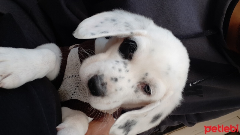 Sokö (Sokak Köpeği), Köpek  Luke fotoğrafı