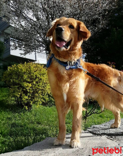 Golden Retriever, Köpek  Şans fotoğrafı