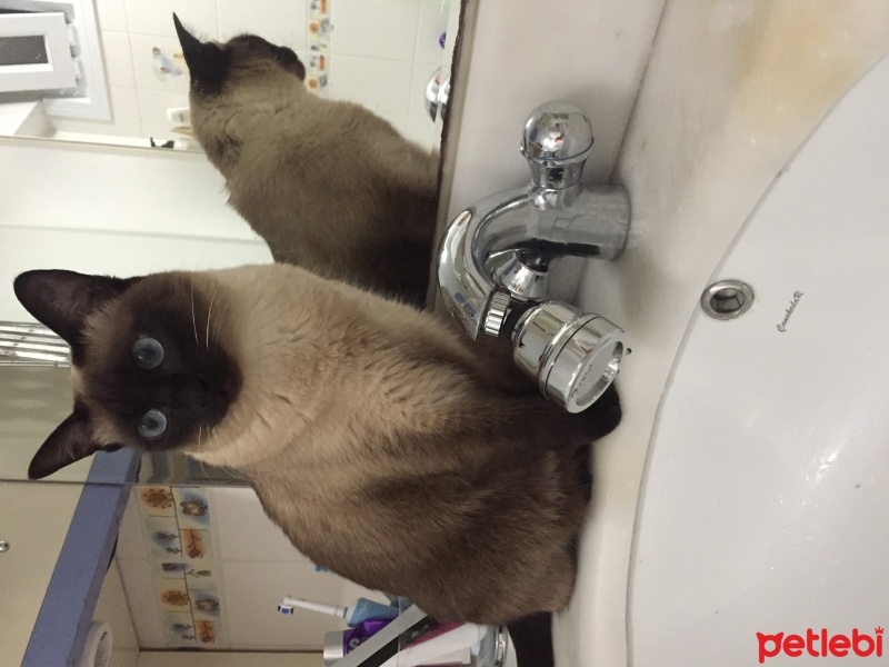 Siyam Kedisi, Kedi  pati fotoğrafı