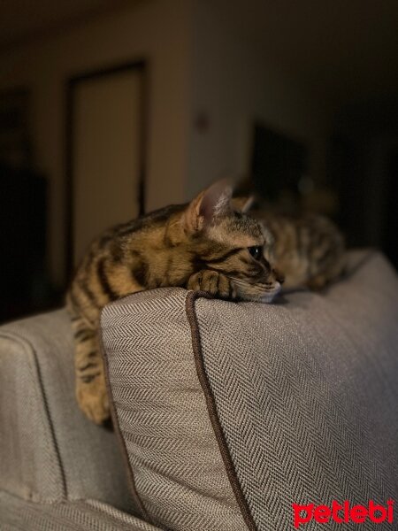 Tekir Kedi, Kedi  Şaşkın fotoğrafı