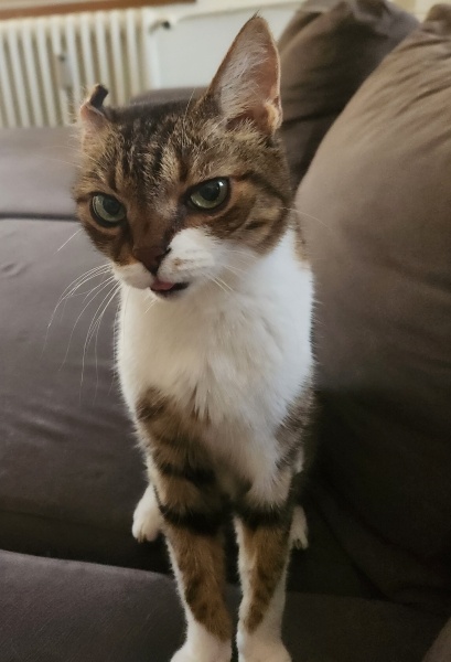 Tuxedo (Smokin) Kedi, Kedi  Pıt fotoğrafı