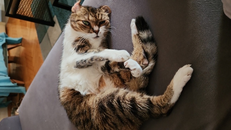 Tuxedo (Smokin) Kedi, Kedi  Pıt fotoğrafı