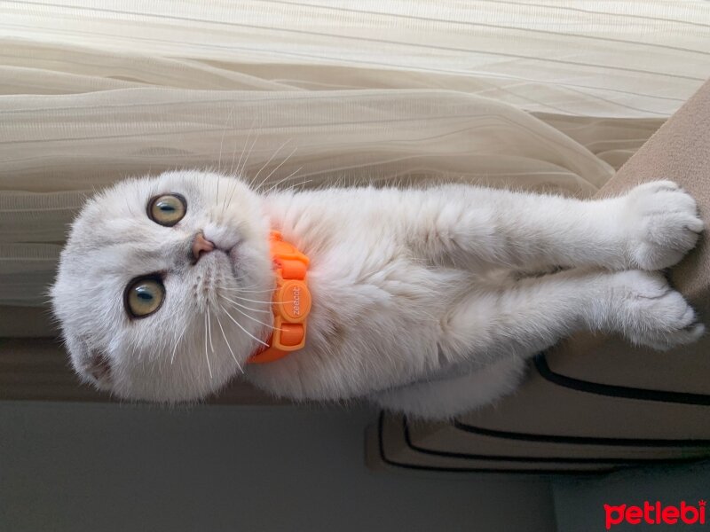 Scottish Fold, Kedi  Elijah fotoğrafı