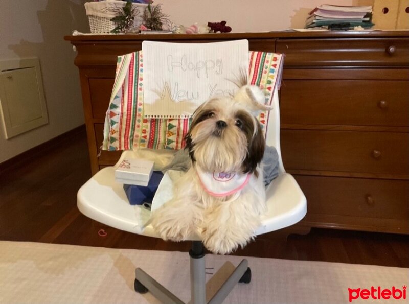 Shih Tzu, Köpek  Maggie fotoğrafı