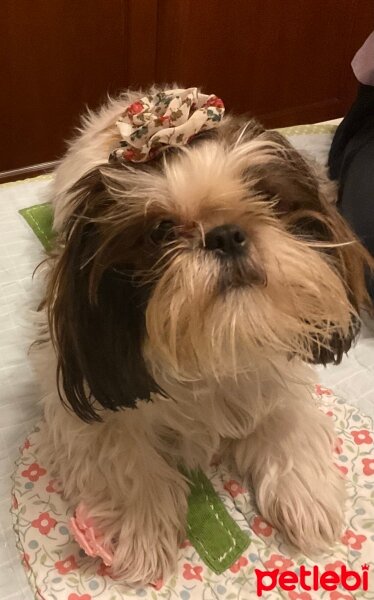 Shih Tzu, Köpek  Maggie fotoğrafı