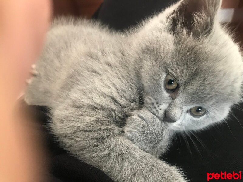 British Shorthair, Kedi  Baileys fotoğrafı