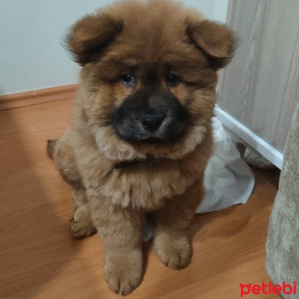 Chow Chow (çin Aslanı), Köpek  Çov çov fotoğrafı