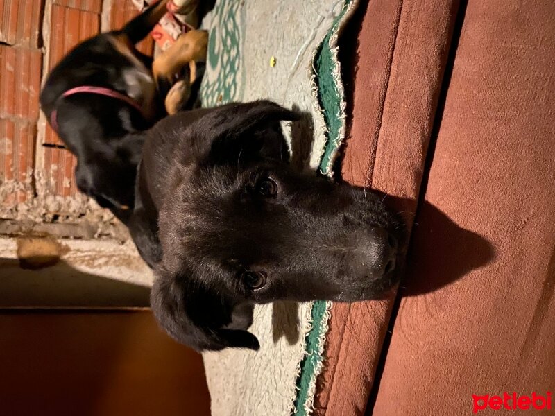 Sokö (Sokak Köpeği), Köpek  Zeytin fotoğrafı