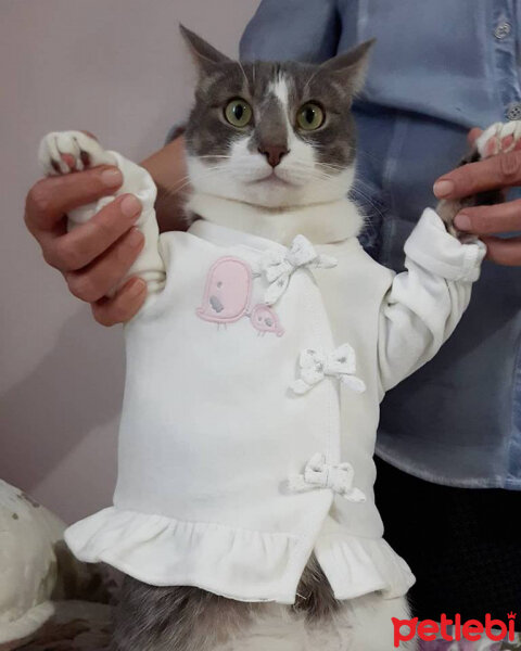 Tekir Kedi, Kedi  prenses fotoğrafı