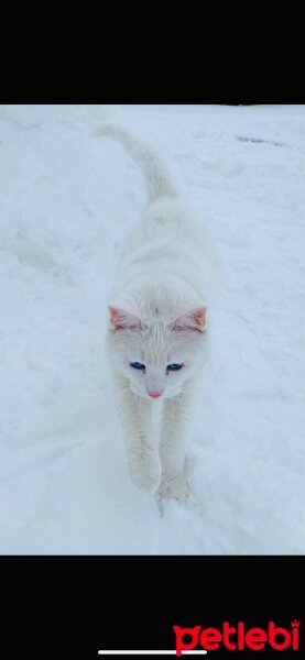 Ankara Kedisi, Kedi  Petri fotoğrafı