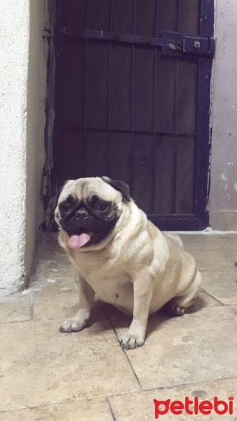 Pug, Köpek  Fındık fotoğrafı