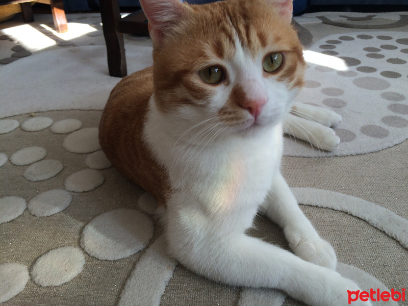 Tekir Kedi, Kedi  Pati  fotoğrafı