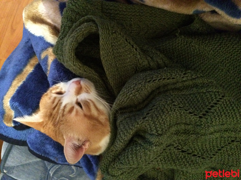 Tekir Kedi, Kedi  Pati  fotoğrafı