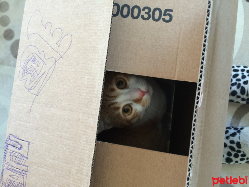 Tekir Kedi, Kedi  Pati  fotoğrafı
