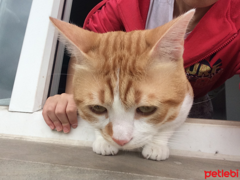 Tekir Kedi, Kedi  Pati  fotoğrafı