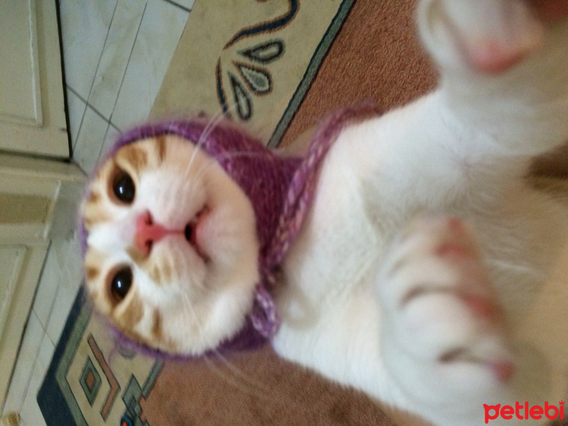 Tekir Kedi, Kedi  Pati  fotoğrafı