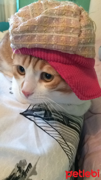 Tekir Kedi, Kedi  Pati  fotoğrafı