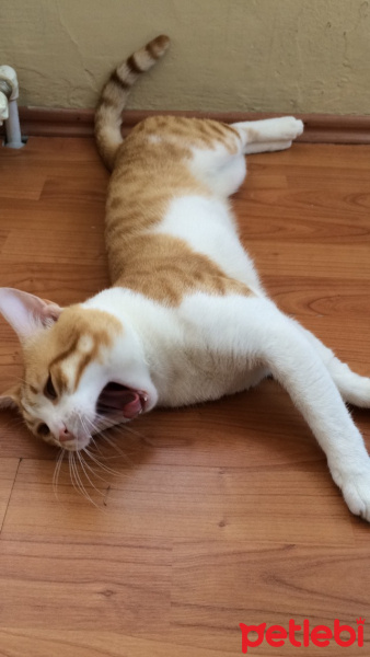 Tekir Kedi, Kedi  Pati  fotoğrafı