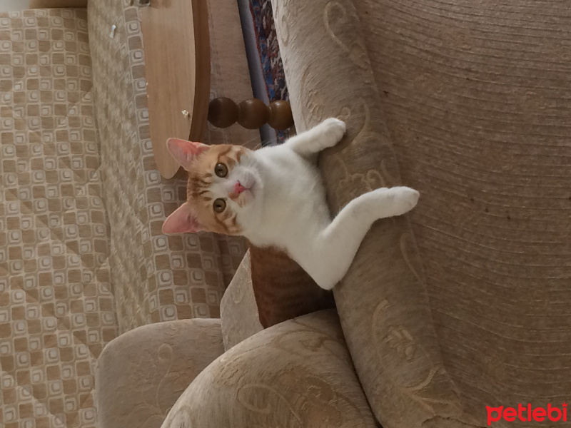 Tekir Kedi, Kedi  Pati  fotoğrafı