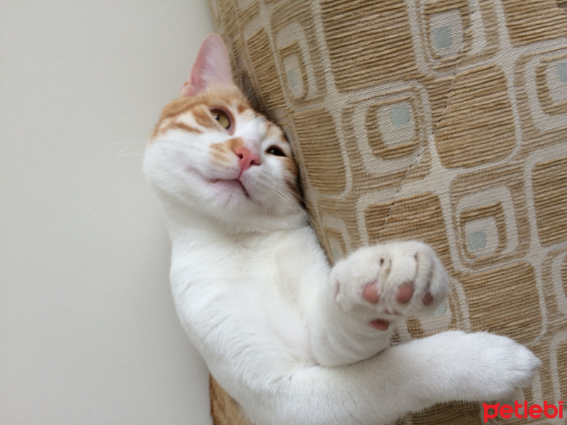 Tekir Kedi, Kedi  Pati  fotoğrafı