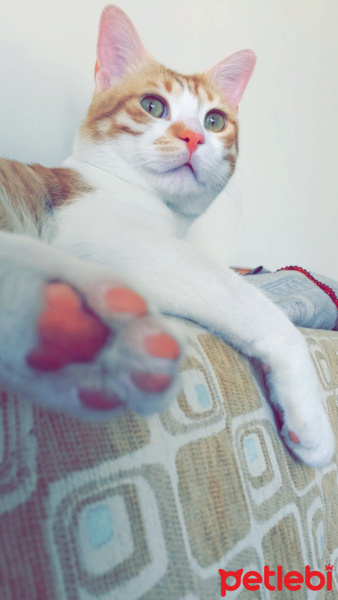 Tekir Kedi, Kedi  Pati  fotoğrafı