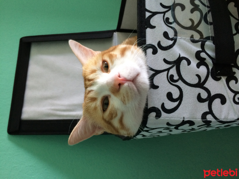 Tekir Kedi, Kedi  Pati  fotoğrafı