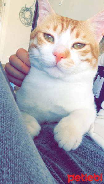 Tekir Kedi, Kedi  Pati  fotoğrafı