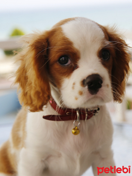 Cavalier King Charles Spanieli, Köpek  Tarçın fotoğrafı