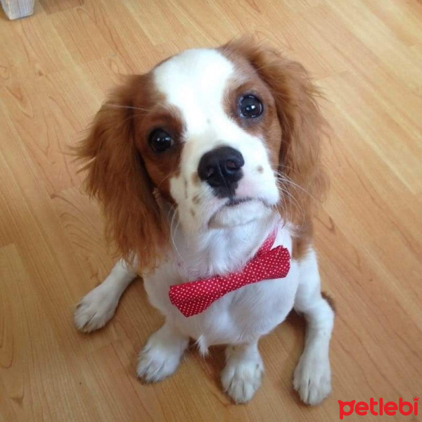 Cavalier King Charles Spanieli, Köpek  Tarçın fotoğrafı