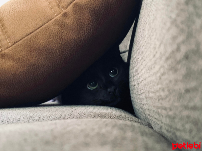 Tekir Kedi, Kedi  Zeytin fotoğrafı