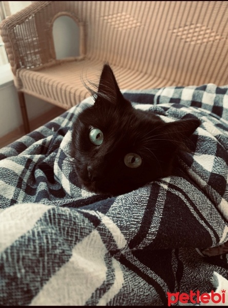 Tekir Kedi, Kedi  Zeytin fotoğrafı
