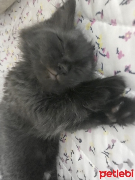 Tekir Kedi, Kedi  Zeytin fotoğrafı