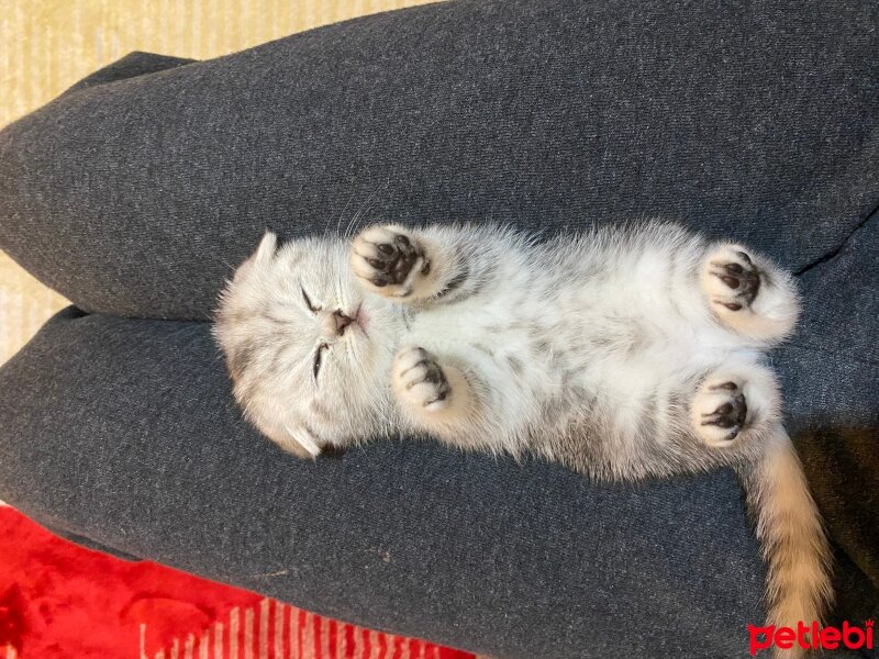 Scottish Fold, Kedi  Bella fotoğrafı