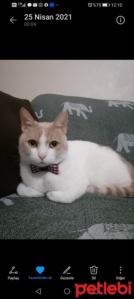 Tekir Kedi, Kedi  Fiko fotoğrafı
