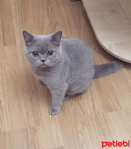 British Shorthair, Kedi  Ela fotoğrafı