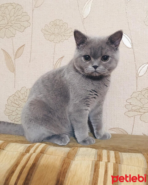 British Shorthair, Kedi  Ela fotoğrafı