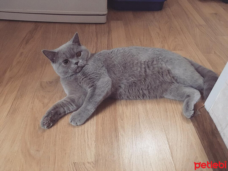 British Shorthair, Kedi  Ela fotoğrafı