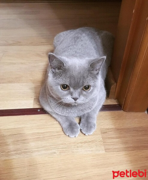 British Shorthair, Kedi  Ela fotoğrafı