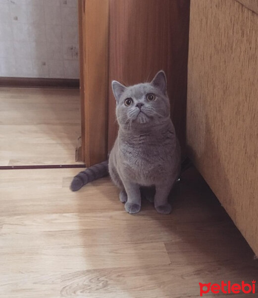 British Shorthair, Kedi  Ela fotoğrafı