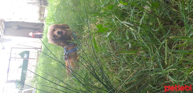 İngiliz Cocker Spaniel, Köpek  Nora fotoğrafı
